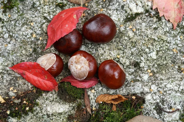 Uma Vista Superior Castanhas Chão — Fotografia de Stock