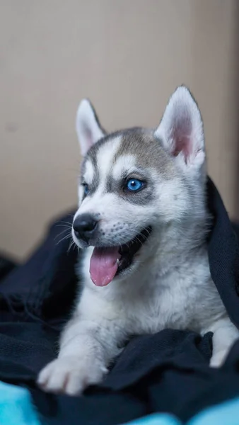 Pionowe Ujęcie Słodkiego Sachalina Husky — Zdjęcie stockowe