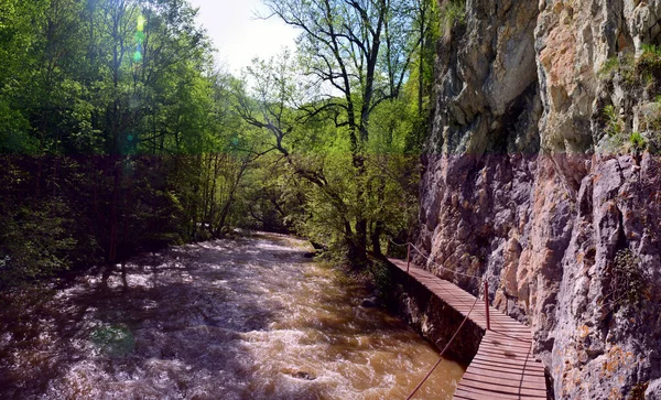 Een Adembenemend Uitzicht Gorges Varghis Met Prachtig Groen Roemenië — Stockfoto
