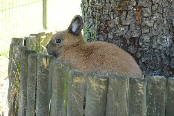 木の輪に座ってかわいい茶色のウサギ — ストック写真