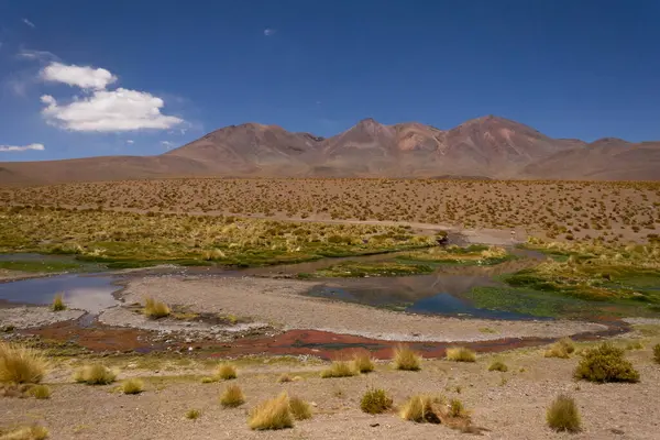 Hluboký Krajinný Obraz Přírodní Bažinaté Vegetace Altiplano Bolívie — Stock fotografie