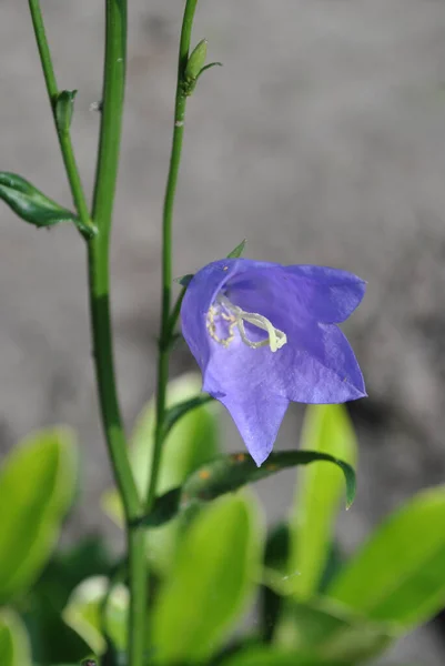 Eine Vertikale Selektive Fokusaufnahme Einer Blühenden Lila Glockenblume — Stockfoto