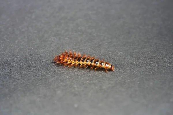 Caterpillar Gray Surface — Stock Photo, Image