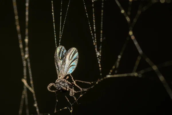 Nahaufnahme Eines Schmetterlings Auf Einem Spinnennetz — Stockfoto