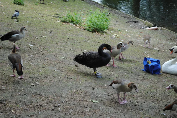 Primer Plano Montón Patos Cerca Estanque —  Fotos de Stock