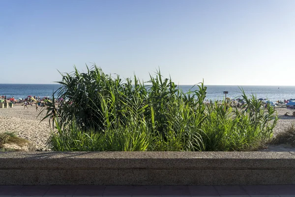Closeup Shot Sandy Beach Ocean Beautiful Green Plants Foreground — Stock Photo, Image