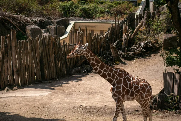 Zbliżenie Słodkiej Żyrafy Odpoczywającej Zewnątrz Zoo Osnabruck — Zdjęcie stockowe
