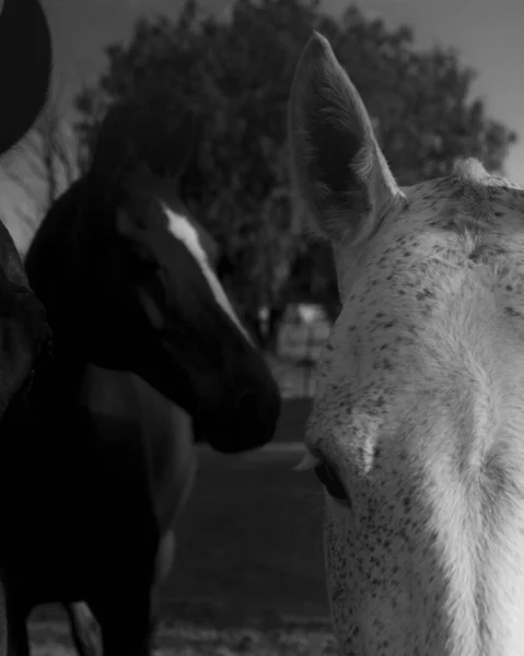 Grayscale Shot Two Adorable Horses — Stock Photo, Image