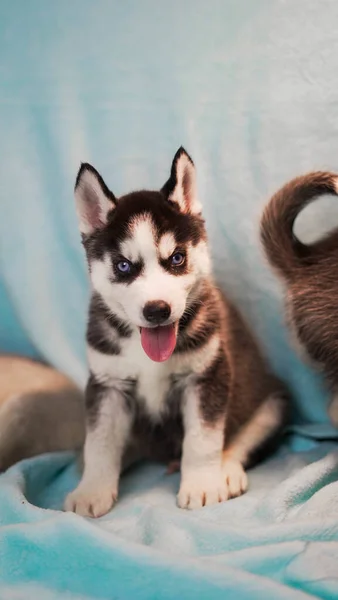 Tiro Vertical Husky Siberiano — Fotografia de Stock