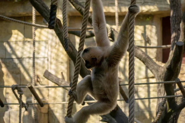 Großaufnahme Eines Gibbons Das Zoo Von Osnabrück Den Seilen Hängt — Stockfoto