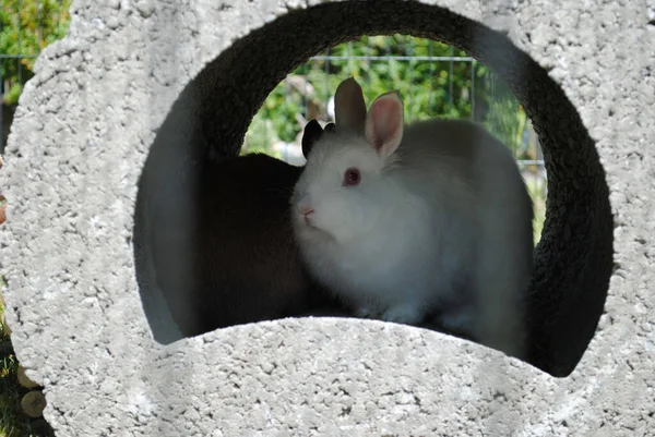 Bir Delikte Saklanan Sevimli Beyaz Bir Tavşanın Yakın Plan Fotoğrafı — Stok fotoğraf