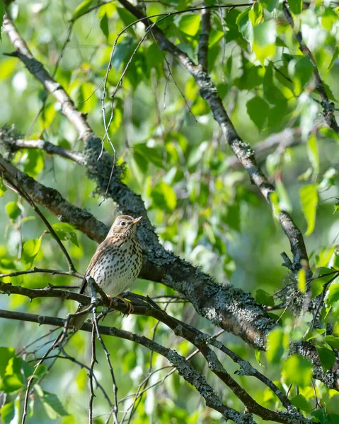 Primer Plano Pájaro Posado Rama Árbol —  Fotos de Stock