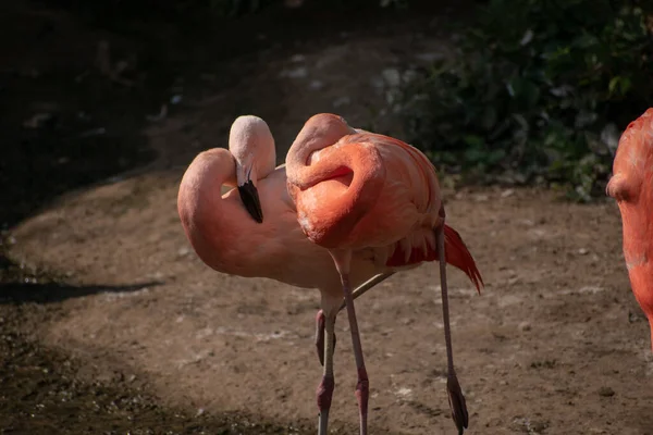 Een Close Van Twee Knuffelende Flamingo Het Concept Van Liefde — Stockfoto