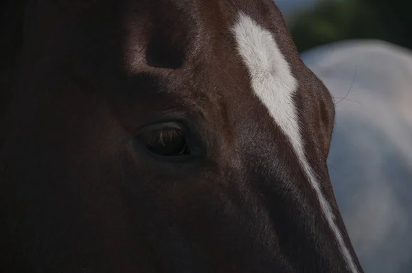 Een Close Shot Van Een Bruin Paard Hoofd Haar — Stockfoto
