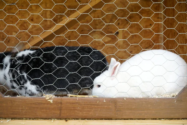 Una Jaula Adorables Conejos Blancos Negros — Foto de Stock