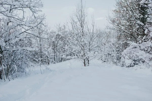 Krásný Záběr Les Hoře Pokryté Sněhem Během Zimy — Stock fotografie