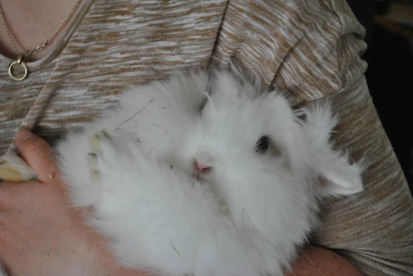 Primo Piano Una Persona Che Tiene Simpatico Coniglietto Bianco Soffice — Foto Stock