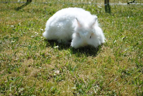 一只可爱的毛茸茸的白兔坐在田野里 — 图库照片