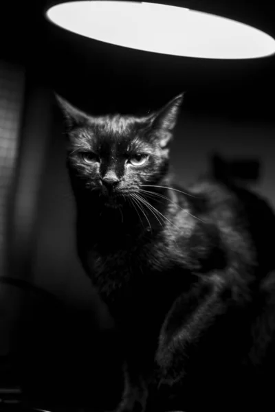 在黑暗房间的聚光灯下 一只黑猫的特写镜头 完美的背景 — 图库照片