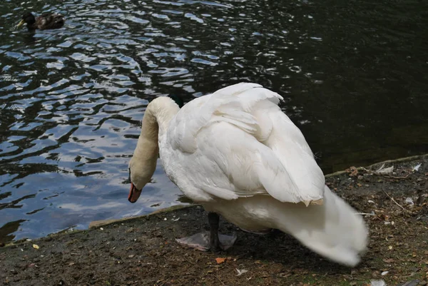 Tiro Perto Cisne Curvando Para Chegar Uma Lagoa — Fotografia de Stock