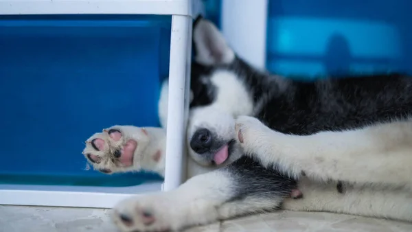 Beautiful Shot Sleeping Husky — Stock Photo, Image