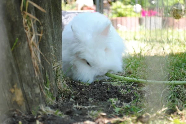 Lindo Conejito Blanco Esponjoso Comiendo Una Planta — Foto de Stock