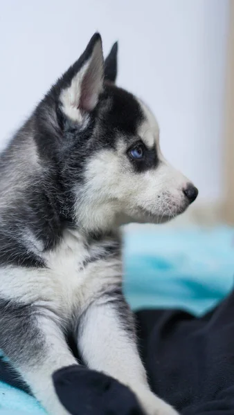 Een Verticaal Schot Van Een Siberische Husky — Stockfoto