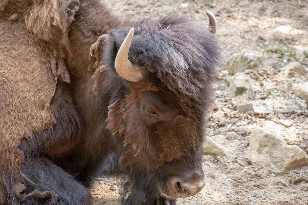 Uma Foto Perto Bisonte Zoológico Osnabruck — Fotografia de Stock