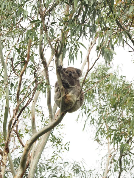 Colpo Verticale Koala Seduto Albero Una Foresta — Foto Stock