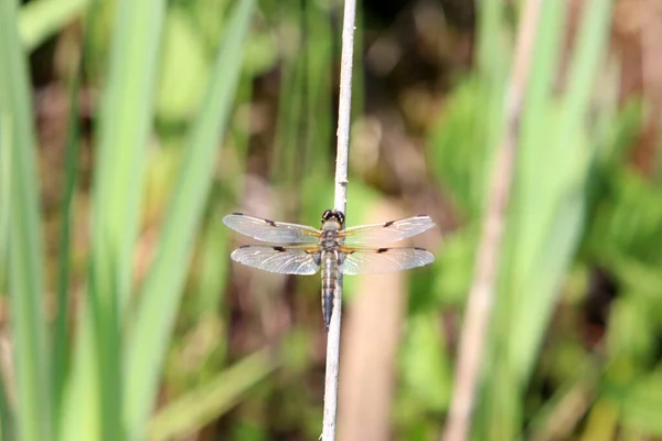 Closeup Shot Dragonfly Stem Plant — Stock Photo, Image