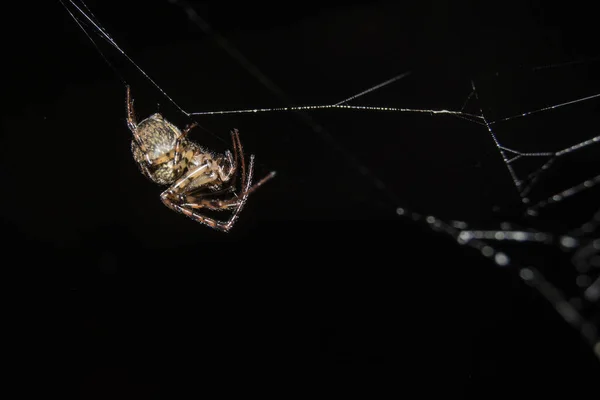 黒い背景に隔離されたクモの巣の上でクモのクローズアップショット — ストック写真
