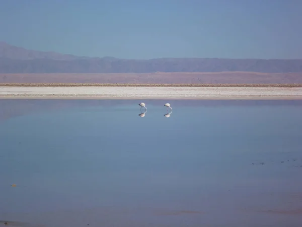 Bellissimo Paesaggio Del Deserto Laguna Chaxa Cile — Foto Stock