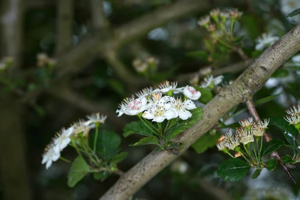 Közelkép Fehér Galagonyavirágokról — Stock Fotó