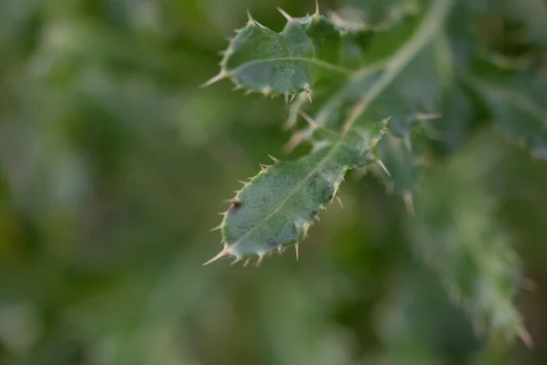 Closeup Shot Green Prickly Leaves — Stock Photo, Image