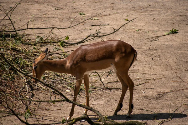 Gros Plan Une Jolie Jeune Antilope Africaine Dans Zoo Osnabruck — Photo