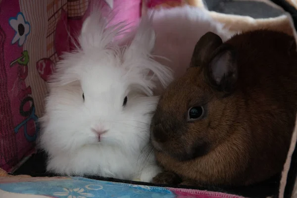 白いウサギと茶色のウサギのクローズアップショット — ストック写真