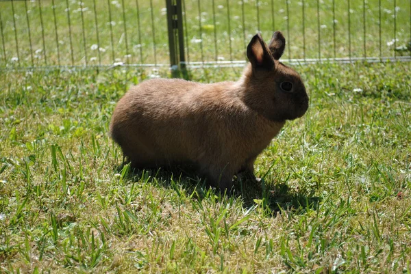 一个可爱的毛绒绒兔子的特写镜头 — 图库照片