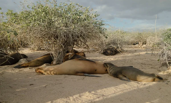 Eine Robbenkolonie Schläft Pudrigen Sand Eines Galapagos Strandes Während Ein — Stockfoto