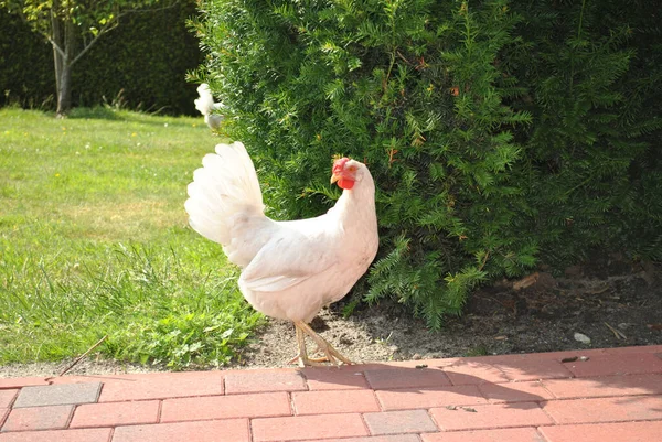 Egy Fehér Csirke Sétál Farmon Egy Napos Napon — Stock Fotó
