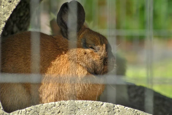 Kafesin Arkasında Uyuyan Tüylü Kahverengi Bir Tavşanın Seçici Odak Noktası — Stok fotoğraf