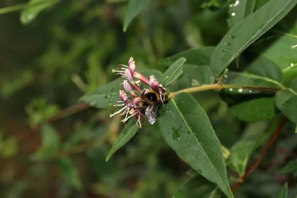 Bumblebee Flower — Stock Photo, Image