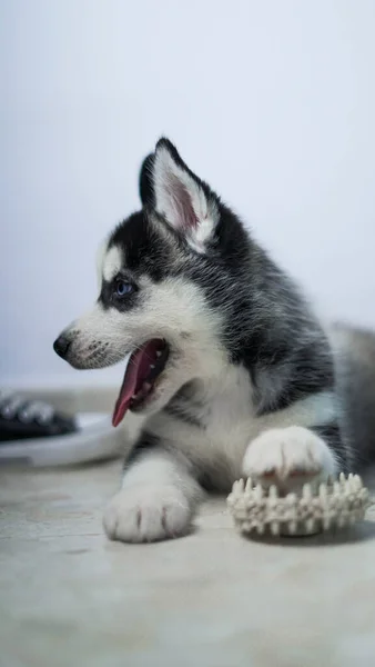 Lovitură Verticală Unui Drăguț Sahalin Husky — Fotografie, imagine de stoc