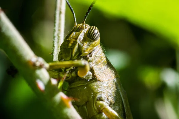 Closeup Shot Grasshopper Sunlight — Stock Photo, Image