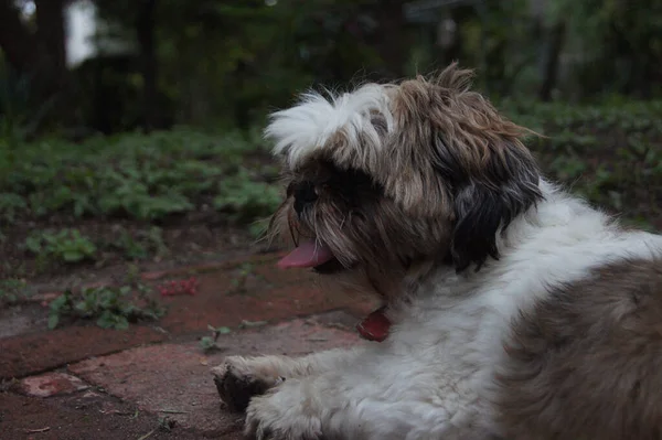 Tiro Close Cão Shihtzu Adorável Fundo Borrado — Fotografia de Stock