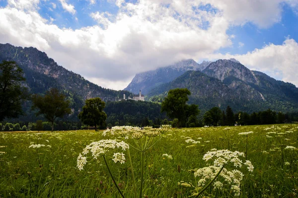 Ein Schöner Blick Auf Ein Blühendes Feld Und Hohe Berge — Stockfoto