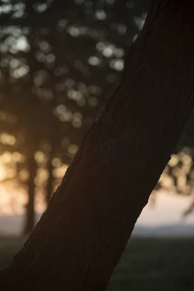 Bulanık Arkaplanda Bir Ağaç Gövdesinin Yakın Çekimi — Stok fotoğraf