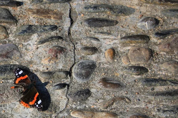 Closeup Shot Orange Black Butterfly Cracked Wall — Stock Photo, Image