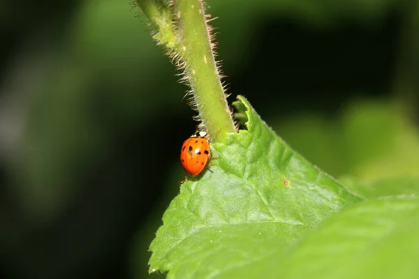 Uma Joaninha Uma Planta Verde — Fotografia de Stock