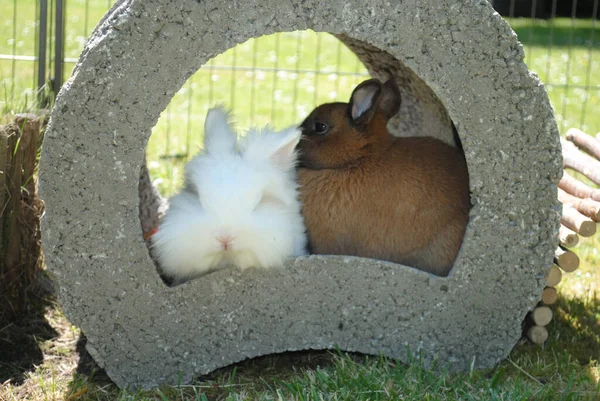 Ein Süßer Brauner Hase Und Ein Weißer Hase Sitzen Zusammen — Stockfoto