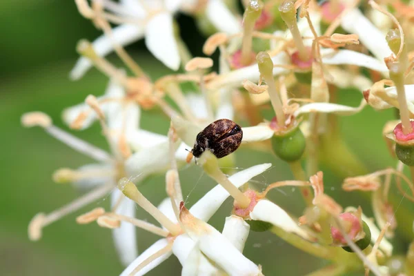 Besouro Uma Flor — Fotografia de Stock